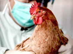 В Ставрополе обнаружили очаг высокопатогенного гриппа птиц