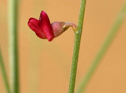 Реликтовый кустарник может совсем пропасть на Ставрополье из-за выпаса скота
