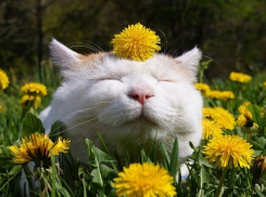 Середина недели в Ставрополе будет теплой