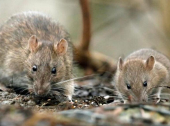 Нашествие мышевидных грызунов вновь зафиксировали на территории Ставропольского края 