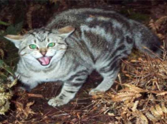 Кошки стали причиной карантина в сёлах Ставрополья