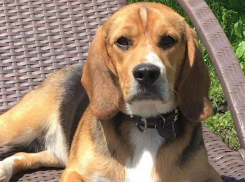 В Ставрополе рассказали, как спасти здоровье собаки при помощи спа-процедур