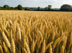 Пыльца с новой силой захватила Ставропольский край