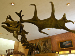 Кости древнейшего большерогого оленя найдены на Ставрополье