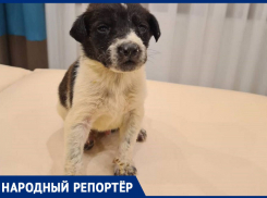 Маленьких щенков безжалостно выкинули на улицу в Ставрополе 