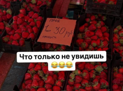 30 рублей за пробу 1 штуки: клубника экстра-класса замечена в Ставрополе