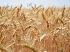 Экспортом сельхозпродукции в Афганистан и Иран открыло год Ставрополье