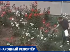 Живые цветы покрасили в цвет флага РФ в честь Дня России в Новоалександровске