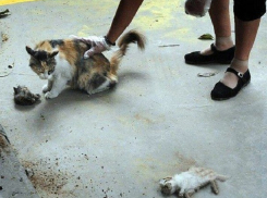 «Дети – изверги выкололи котятам глаза, а потом задушили», - жительница Невинномысска 