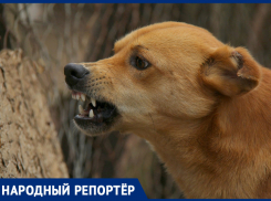 Бродячие животные напали на школьницу в Ставрополе