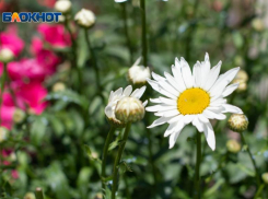 Цены на букеты в Ставропольском крае: сколько тратят на цветы к 1 сентября