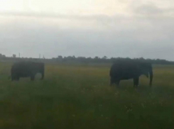 Индийских слонов заметили в полях Минераловодского округа — видео