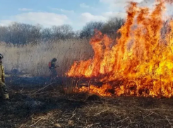 Камыш на площади 5 гектаров горит в Ставрополе: видео