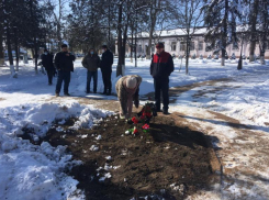Жители станицы Курская пытаются доказать незаконность спиливания дуба