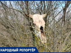 Дохлятина течет в ручей: жительница станицы Лысогорской обеспокоена загрязнением лесов