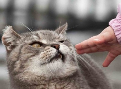 Подозреваемый в педофилии заманил маленькую девочку в лесополосу рассказом о потерявшейся кошке на Ставрполье