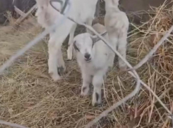 Бахча Пономаревых на Ставрополье пополнилась козлятами