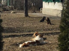 Свора диких собак в очередной раз напугала жителей Пятигорска