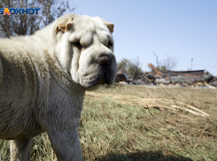 Еще одна администрация муниципалитета на Ставрополье попалась на бездействии с бродячими собаками