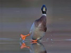 Снежные накаты и гололед ожидаются на дорогах Ставрополья