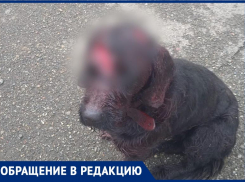 Неизвестный превратил собаку в окровавленное месиво в разгар новогодних праздников в Ставрополе