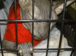 «Горячие» слухи о скандальном аресте кота за долги хозяина опровергли судебные приставы Ставрополья 