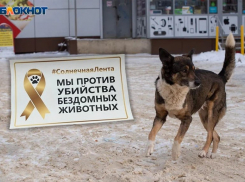 Ставропольские зоозащитники объявили бойкот предлагаемому режиму экстраординарной ситуации по бездомным собакам 