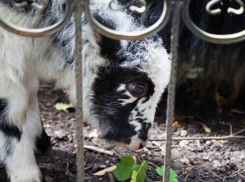«Пополнение»: осенний бейби-бум празднуют в ставропольском зоопарке 
