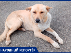 Жертвой препарата от туберкулеза стала беззащитная собака на Ставрополье