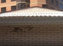 Рой пчел атаковал ЖК «Шоколад» в центре Ставрополя и попал на видео 
