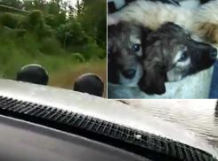 Активисты на джипах спасали людей и животных в затопленных селах на Ставрополье и попали на видео