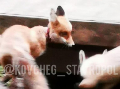 Лису с кровоподтеками от ошейника обнаружили отдыхающие в Кисловодске