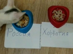 Ставропольский кот предсказал победу России в четвертьфинале ЧМ-2018