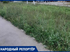 Ставропольчане в ужасе от количества амброзии в краевой столице