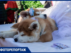 Собака-паук и собака-врач: в Ставрополе прошла выставка-конкурс собак