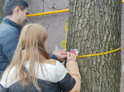 Спилившему деревья в Дубовой Роще Ставрополя грозит крупный штраф 