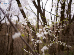 Экстремальную жару до +42 градусов обещают на Ставрополье в начале недели 
