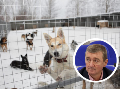 Общественные инспекторы и господдержка приютов: в ставропольской думе обсудили проект закона об обращении с бездомными животными