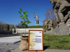 Сталинградский тополь высадят на Ставрополье