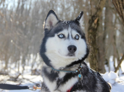 Собаки-хаски катали детей на Комсомольском пруду