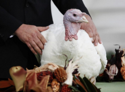 Первое в мире заражение людей птичьим гриппом H5N8  произошло на Юге России