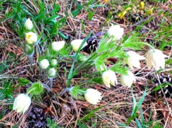 На Ставрополье внезапно пришла весна