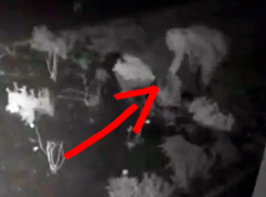 «Поставьте минную растяжку или капкан», - советы очевидцев для поимки похитительницы цветов