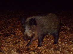 Дикий кабан застал врасплох жителя Ставрополя ночью