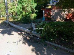 Дерево рухнуло вместе со столбами на улице в Ставрополе