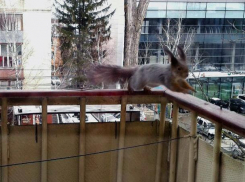 Белочка посетила утром жителей четвертого этажа в центре Ставрополя