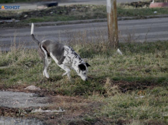 Пункт содержания безнадзорных животных открыли в Благодарненском округе Ставрополья