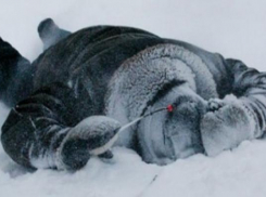 К лежащей на десятиградусном морозе бабушке скорая приехала через час после звонка