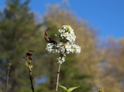 «Непокорный» куст сирени продолжает цвести вопреки заморозкам в Ставрополе 