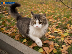 Во вторник в Ставрополе будет дождливо